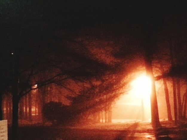 Bomen bij zonsondergang