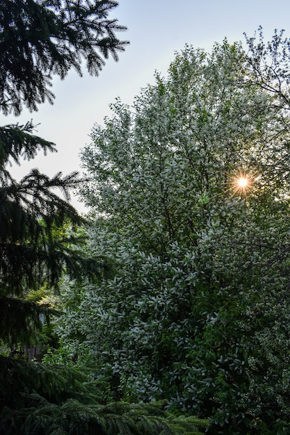 Bomen bloeien en bloeien in de lente