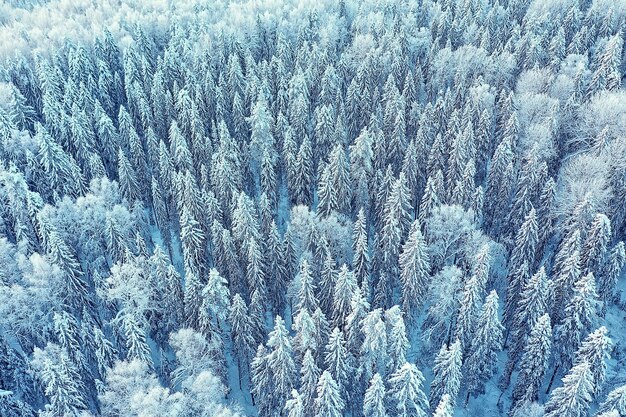 bomen bos vorst bovenaanzicht achtergrond, abstract drone uitzicht natuur seizoensgebonden winter spar