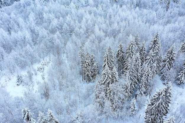 bomen bos vorst bovenaanzicht achtergrond, abstract drone uitzicht natuur seizoensgebonden winter spar