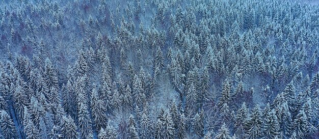 bomen bos vorst bovenaanzicht achtergrond, abstract drone uitzicht natuur seizoensgebonden winter spar