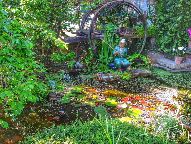 Foto bomen die bij de beek groeien