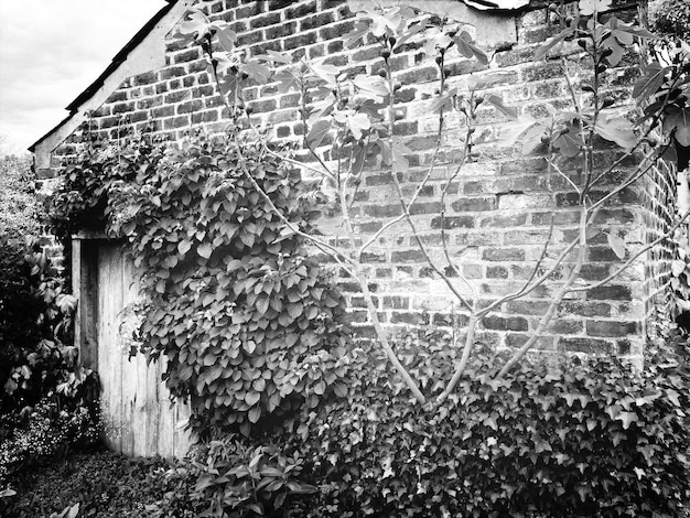 Foto bomen die buiten het huis groeien