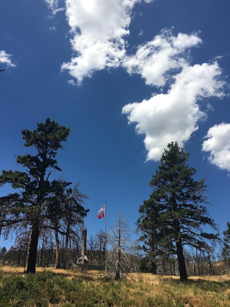 Bomen die groeien in het Cleveland National Forest