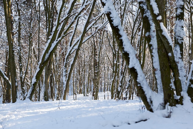 Bomen die groeien in het park bedekt met sneeuw en ijs, winterseizoen in het park of in het bos na sneeuwval, bomen in witte sneeuw