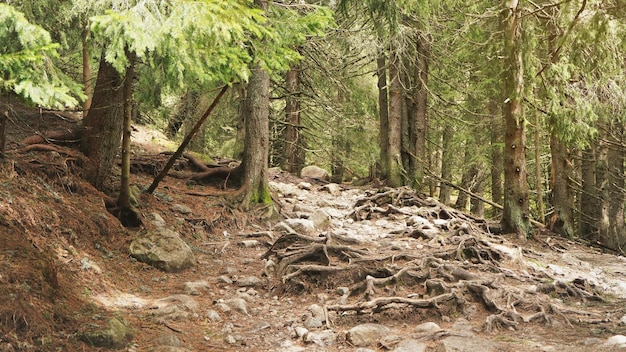 Bomen die in de bergen groeien, zoals te zien tijdens een wandeling in de Hoge Tatra, Slowakije, grote boomwortels groeien over rotsen en stenen op de grond.