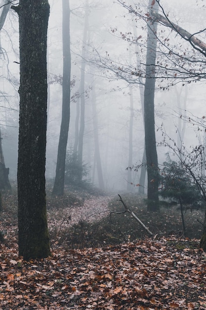 Bomen die in de herfst in het bos groeien