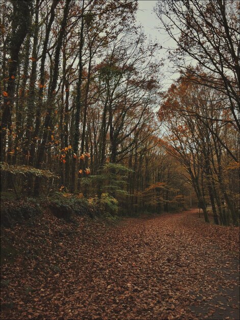 Bomen die in de herfst in het bos groeien