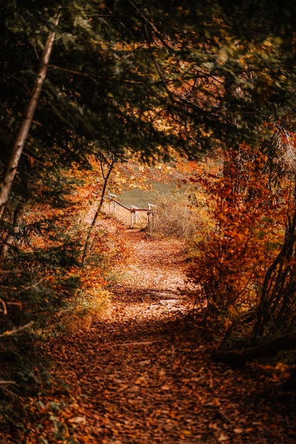 Bomen die in de herfst in het bos groeien