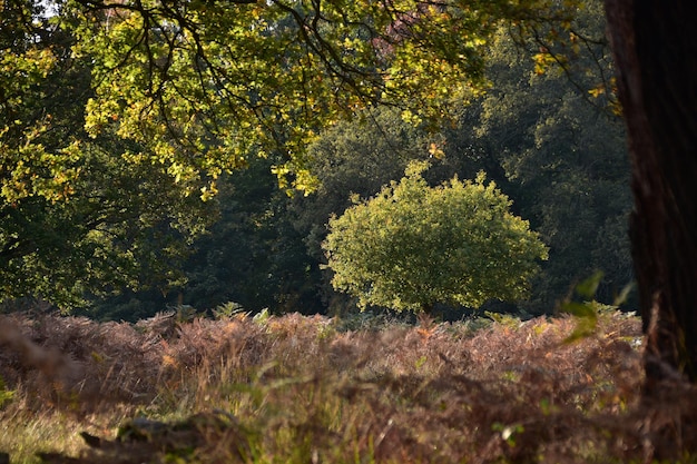 Bomen die in de herfst in het bos groeien