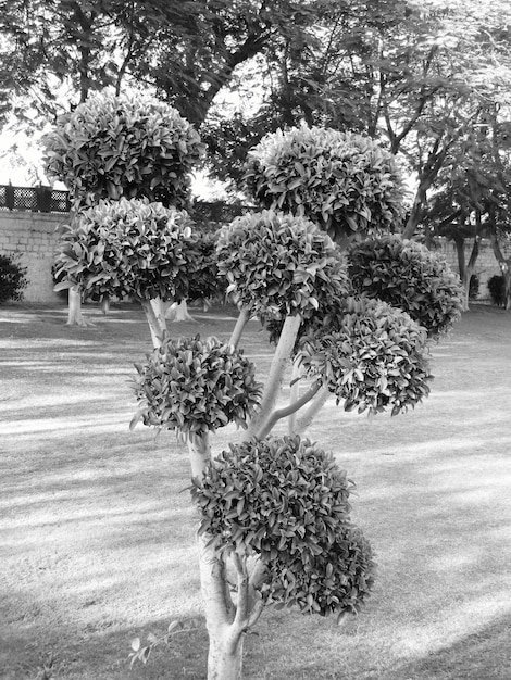 Foto bomen die in de open lucht groeien