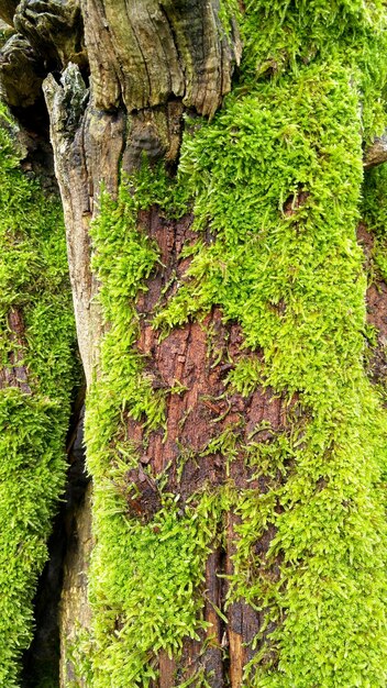 Foto bomen die in het bos groeien