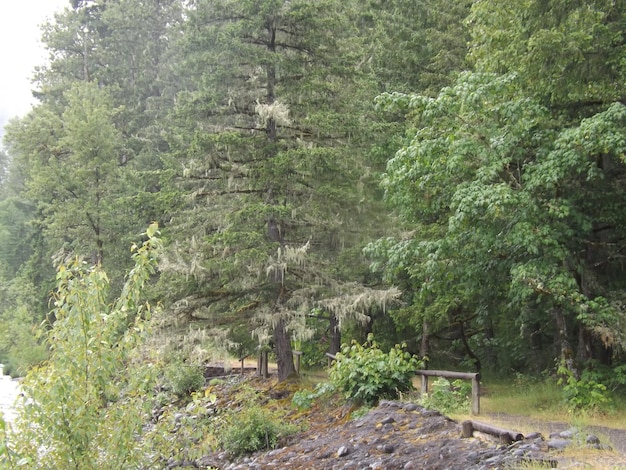 Foto bomen die in het bos groeien