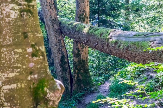 Foto bomen die in het bos groeien