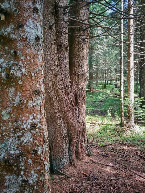 Bomen die in het bos groeien