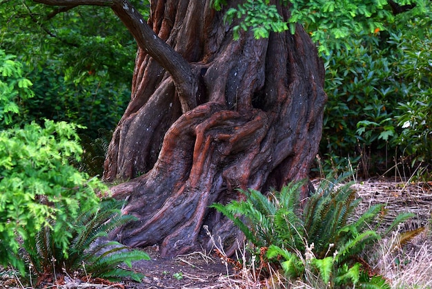 Bomen die in het bos groeien