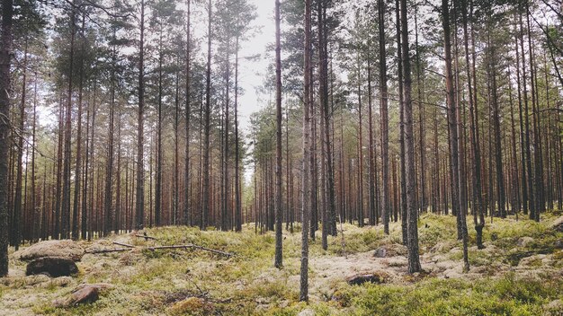 Bomen die in het bos groeien