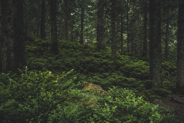 Foto bomen die in het bos groeien