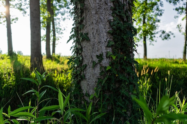Bomen die in het bos groeien