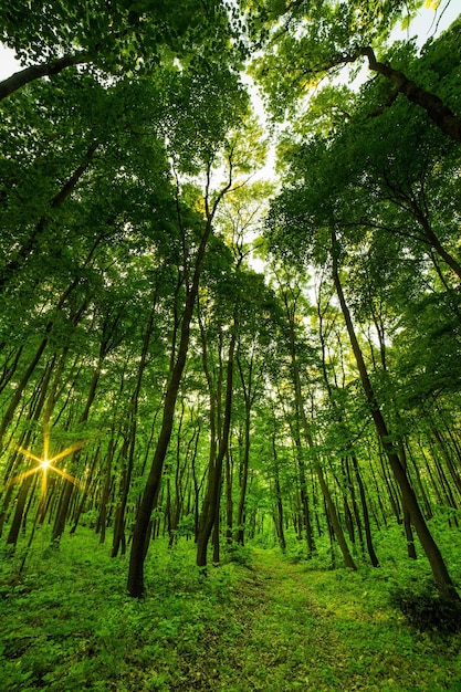 Bomen die in het bos groeien