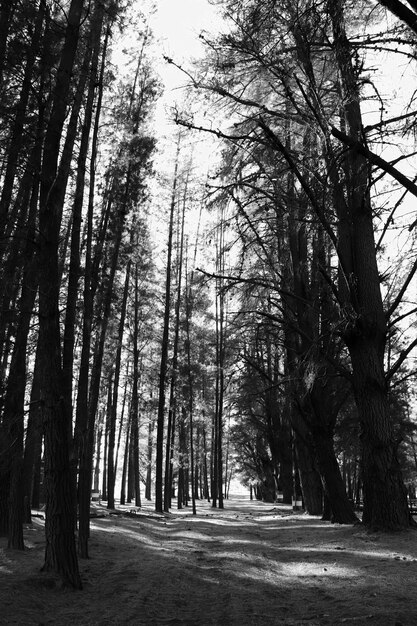 Foto bomen die in het bos groeien