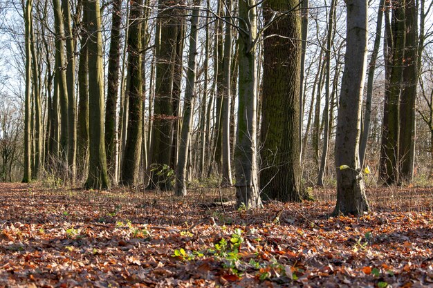 Foto bomen die in het bos groeien