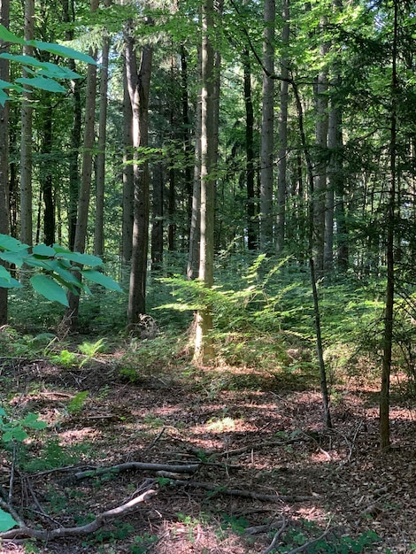 Foto bomen die in het bos groeien