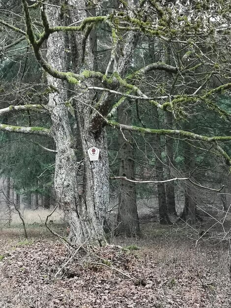 Foto bomen die in het bos groeien