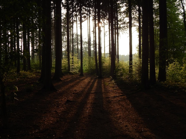 Bomen die in het bos groeien