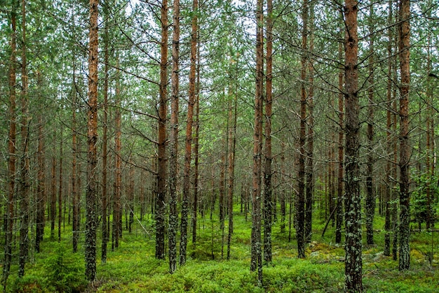 Bomen die in het bos groeien