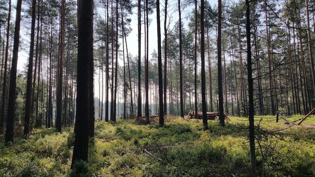 Bomen die in het bos groeien