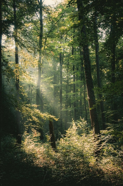 Foto bomen die in het bos groeien