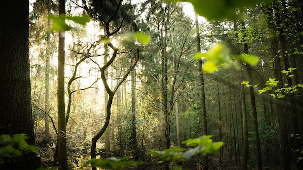 Bomen die in het bos groeien