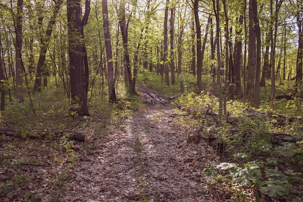 Foto bomen die in het bos groeien