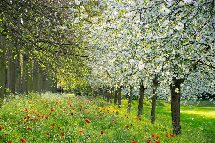 Foto bomen die in het park groeien
