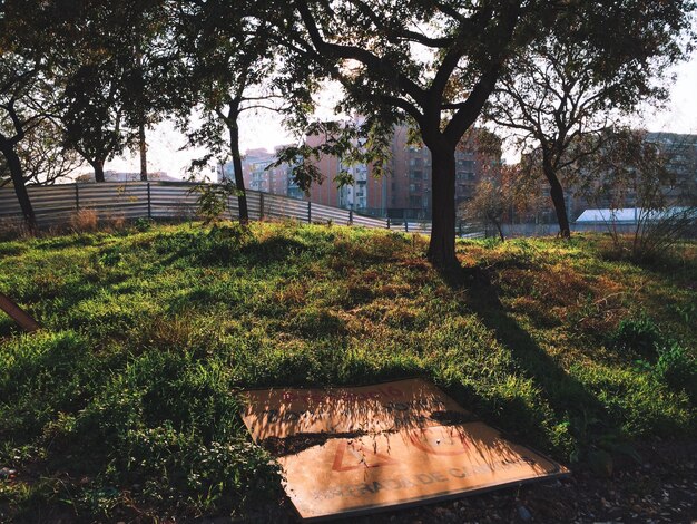 Foto bomen die in het park groeien