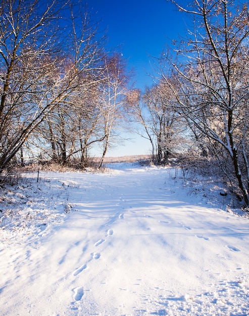 Bomen die in het winterseizoen in het bos groeien