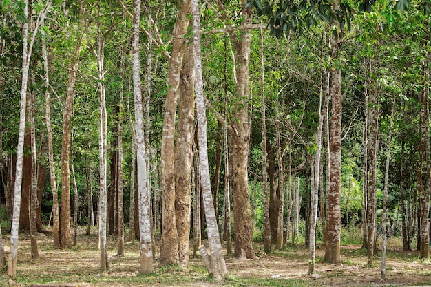 Bomen die in Thailand groeien.