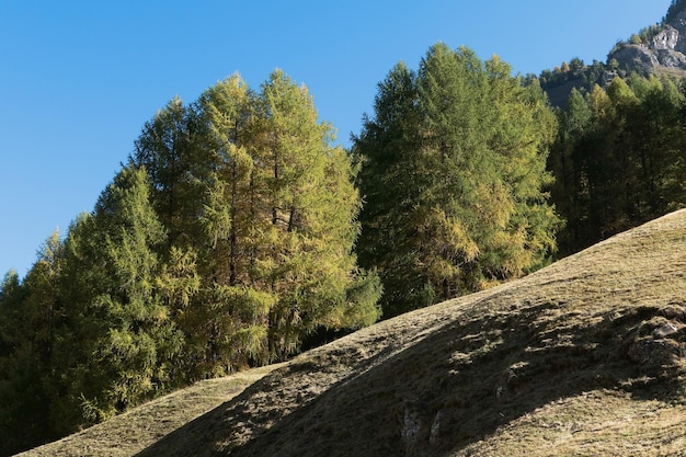 Bomen die op de berg groeien