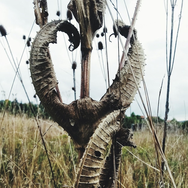 Foto bomen die op het veld groeien