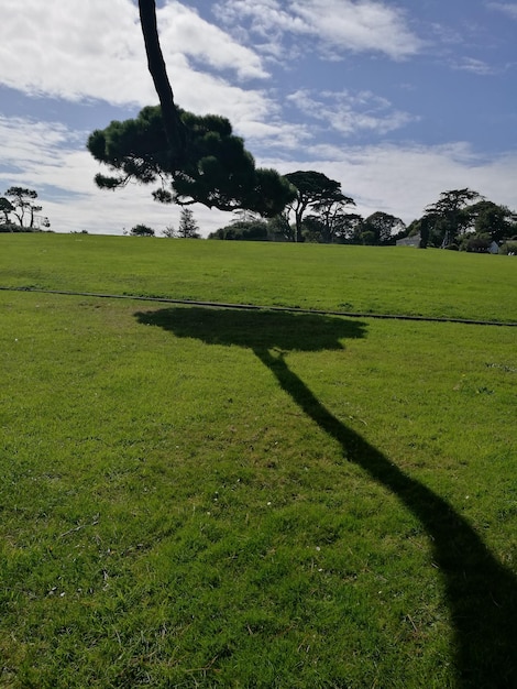 Foto bomen die op het veld groeien