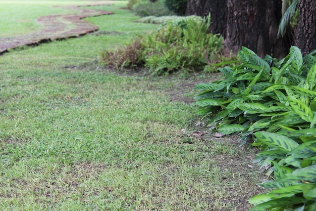 Foto bomen die op het veld groeien