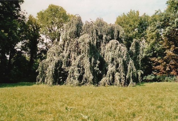 Foto bomen die op het veld groeien