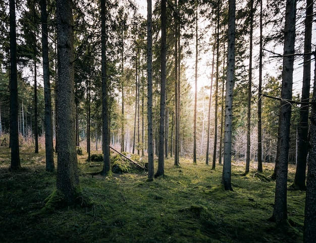 Bomen die op het veld in het bos groeien