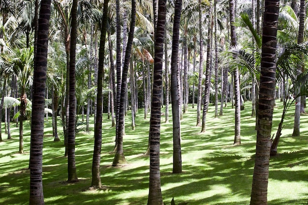 Bomen die op het veld in het bos groeien