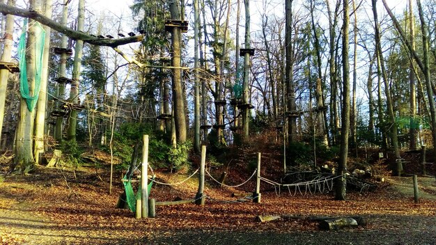 Foto bomen die op het veld in het bos groeien