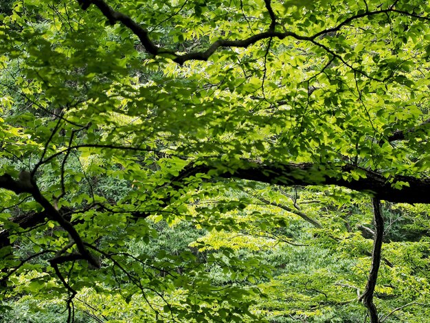 Bomen die op het veld in het bos groeien