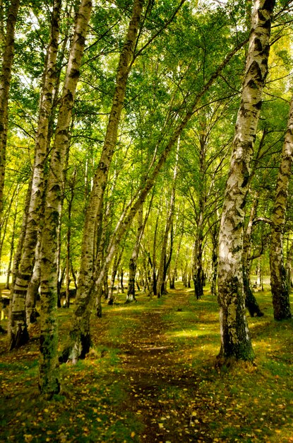 Foto bomen die op het veld in het bos groeien