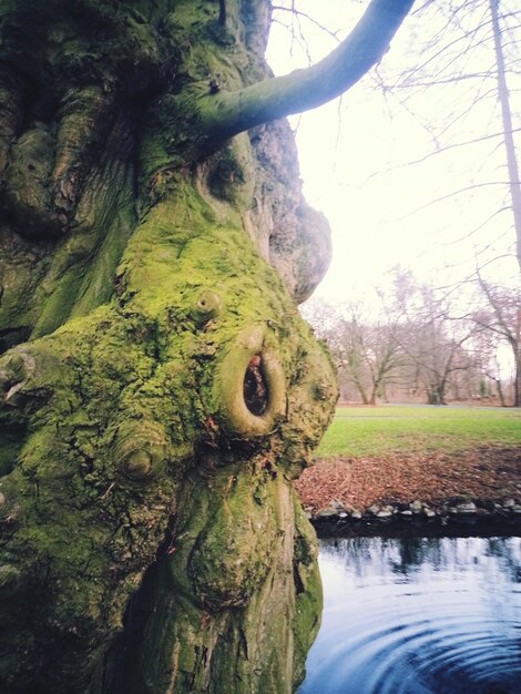 Foto bomen die op rotsen groeien