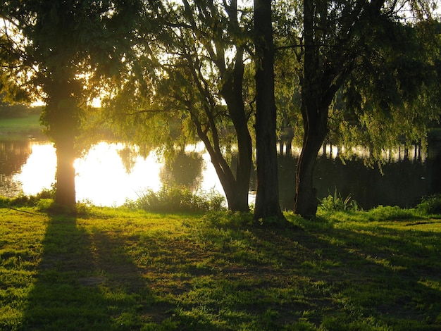 Foto bomen die 's morgens aan de oever groeien